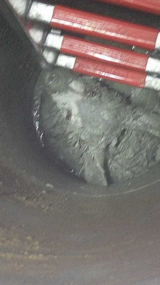 Prahova: Pui de urs căzut într-o fântână, salvat de pompieri - VIDEO