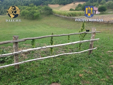 Cultură outdoor de canabis, descoperită de poliţişti în extravilanul unei comune din judeţul Bistriţa-Năsăud / Două persoane au fost arestate preventiv - FOTO 