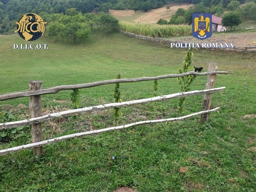 Cultură outdoor de canabis, descoperită de poliţişti în extravilanul unei comune din judeţul Bistriţa-Năsăud / Două persoane au fost arestate preventiv - FOTO 