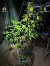 Profesor din Bacău, cercetat pentru trafic de droguri de risc / El e suspectat că a cultivat şi vândut cannabis cu 70 de lei gramul / Cultură de cannabis, descoperită într-o seră