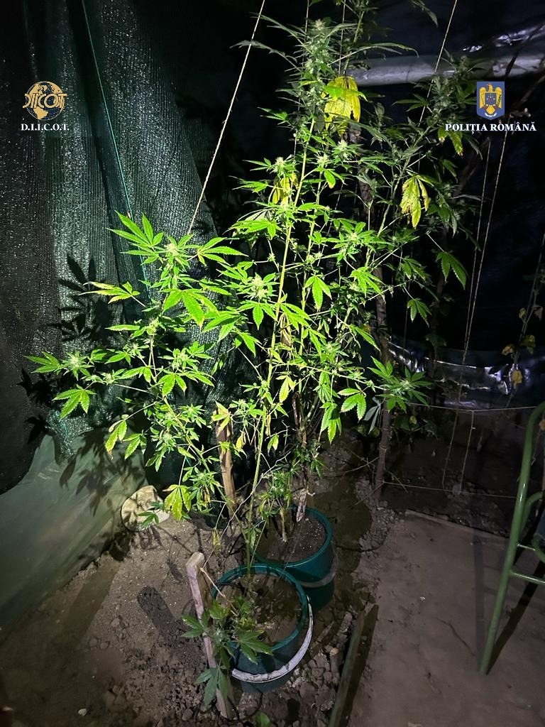 Profesor din Bacău, cercetat pentru trafic de droguri de risc / El e suspectat că a cultivat şi vândut cannabis cu 70 de lei gramul / Cultură de cannabis, descoperită într-o seră