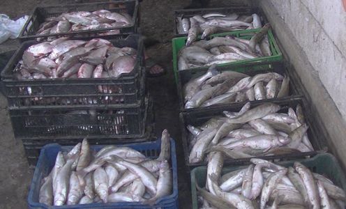 Peste 200 de kilograme de peşte şi 42 de unelte de pescuit au fost confiscate de poliţişti în urma unei acţiuni desfăşurate în Delta Dunării - FOTO

