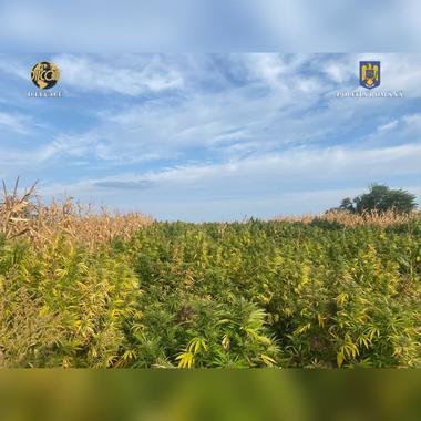 Neamţ: Cannabis, descoperit într-o seră, dar şi disimulat într-un lan de porumb / 246 de plante, în greutate de peste o tonă, găsite în lan / Pentru prinderea unui suspect s-au tras focuri de armă