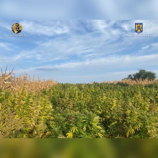 Neamţ: Cannabis, descoperit într-o seră, dar şi disimulat într-un lan de porumb / 246 de plante, în greutate de peste o tonă, găsite în lan / Pentru prinderea unui suspect s-au tras focuri de armă
