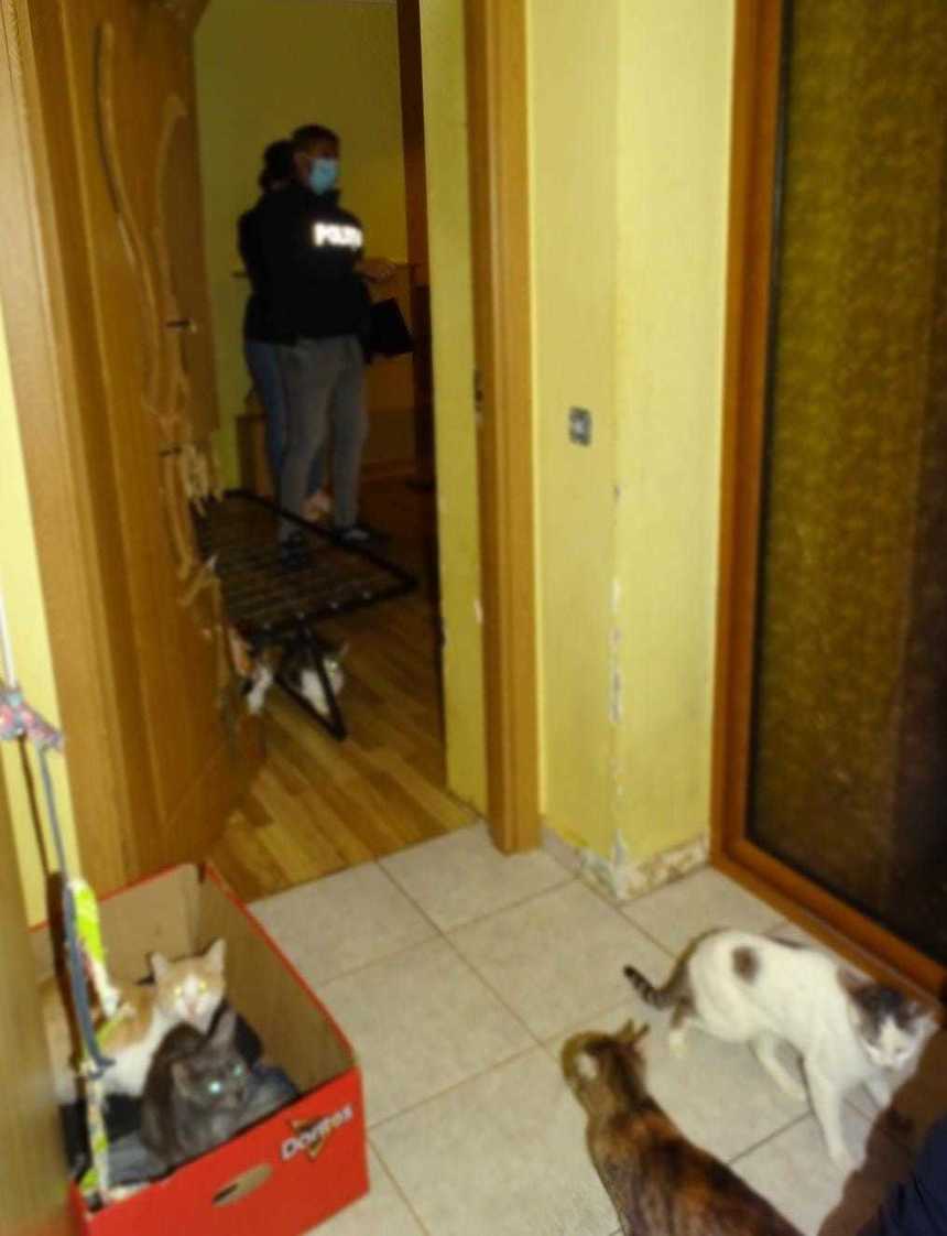 Argeş: 41 de pisici, găsite într-un apartament dintr-un bloc din Piteşti, în condiţii necorespunzătoare/ Proprietara, dusă la audieri 