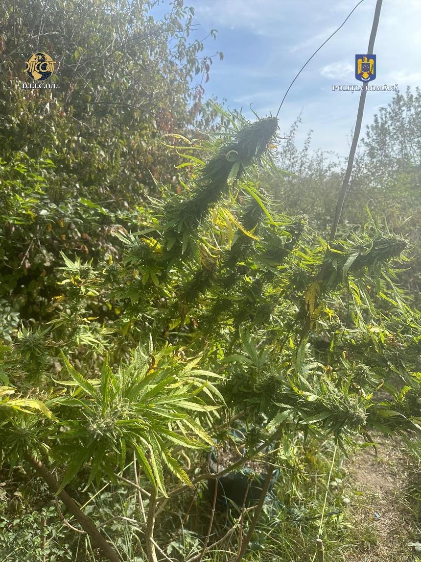 Cultură de cannabis, descoperită lângă Termocentrala Rovinari / Plantele, descoperite în ghivece, chiar şi sub benzile de transport cărbune dezafectate / Anunţul oficial al DIICOT


