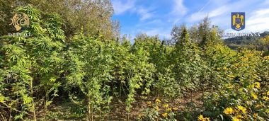 Mureş: Doi bărbaţi, arestaţi preventiv după ce au fost prinşi în flagrant cu saci în care aveau 37 de kilograme de plante dintr-o cultură de cannabis