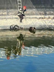 Arad: Operaţiunea pentru salvarea unor căţei care au căzut într-un canal / Un animal nu a putut fi salvat