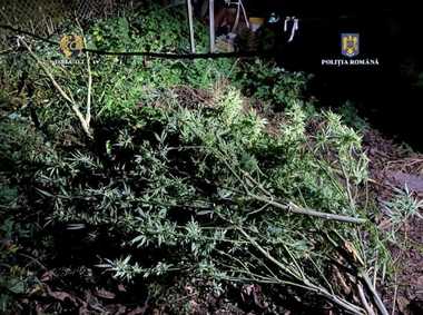 Timiş: Bărbat arestat preventiv după ce a fost prins că a înfiinţat o cultură de cannabis