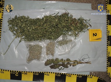 Culturi de cannabis, descoperite de anchetatori în judeţul Harghita / Plantele erau crescute în solarii, dar şi pe terenuri aflate în zone greu accesibile / Patru persoane, arestate
