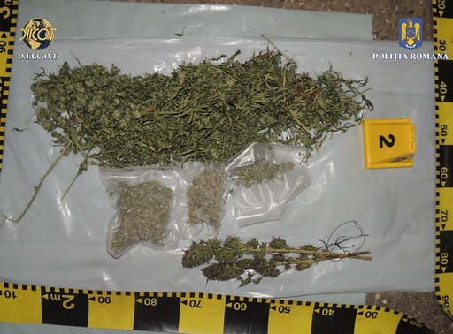 Culturi de cannabis, descoperite de anchetatori în judeţul Harghita / Plantele erau crescute în solarii, dar şi pe terenuri aflate în zone greu accesibile / Patru persoane, arestate