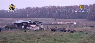 Braşov: Copil de 13 ani, exploatat prin muncă la stânele unui bărbat / Acesta le dădea bani părinţilor băiatului pentru a-l lăsa la muncă / Minorul nu a mai mers la şcoală, având doar trei clase

