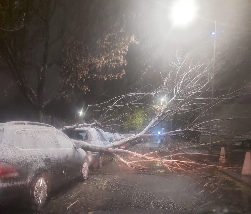 Copaci doborâţi de vântul puternic, în Capitală. Şase autoturisme au fost avariate - FOTO