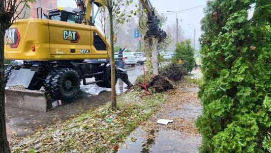 Primăria Constanţa a înregistrat 157 de sesizări cu privire la copaci căzuţi / Echipele municipalităţii au intervenit pentru îndepărtarea a 40 de arbori 