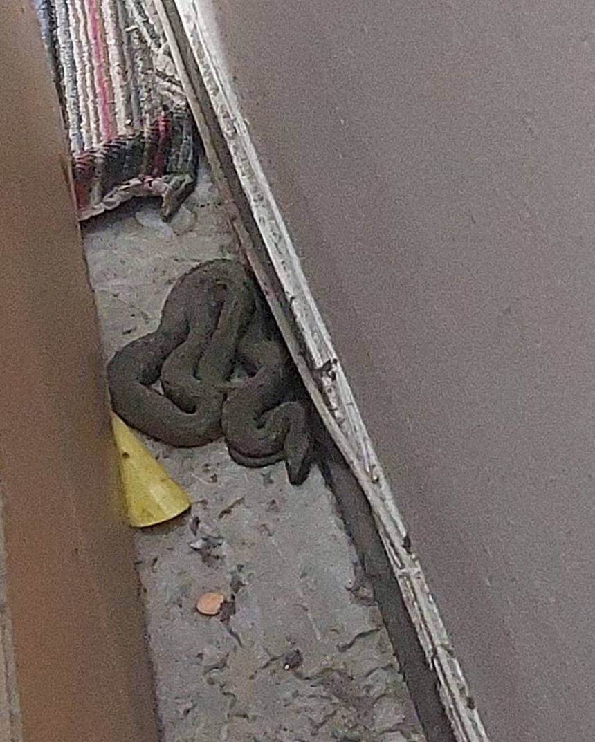 Jandarmii au capturat un şarpe care intrase într-un apartament din municipiul Constanţa  - FOTO
