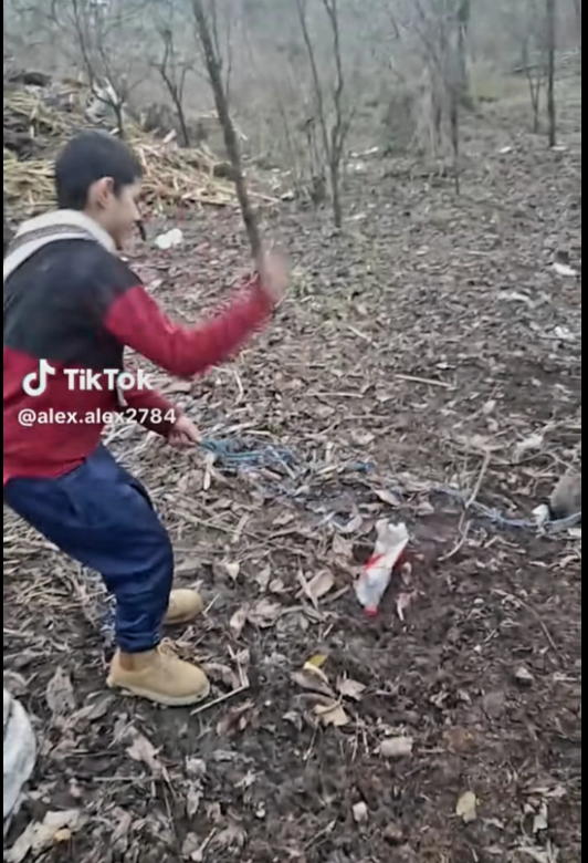 Braşov: Anchetă a Poliţiei, după ce un copil de 12 ani a fost filmat în timp ce bate cu biciul o pisică pe care o ţine legată, iar imaginile au fost postate pe TikTok