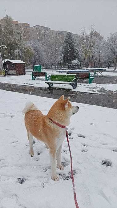 Strat de zăpadă de 2 centimetri în Bucureşti / Meteorologii anunţă că va mai ninge şi în primele ore ale nopţii / La cât va ajunge stratul de nea - FOTO