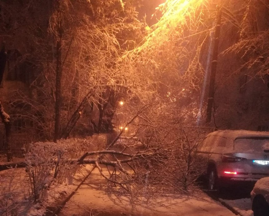 Prahova: Copaci rupţi sau dezrădăcinaţi, sub greutatea zăpezii / Cea mai afectată zonă este cea a municipiului Ploieşti