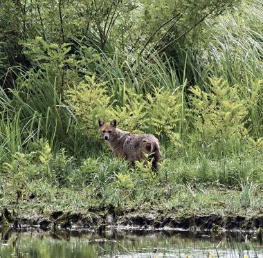 Tulcea: Specialiştii estimează că numărul şacalilor din Delta Dunării este între câteva sute şi până la 1.100 şi caută soluţii de limitare a pagubelor produse de aceştia 
