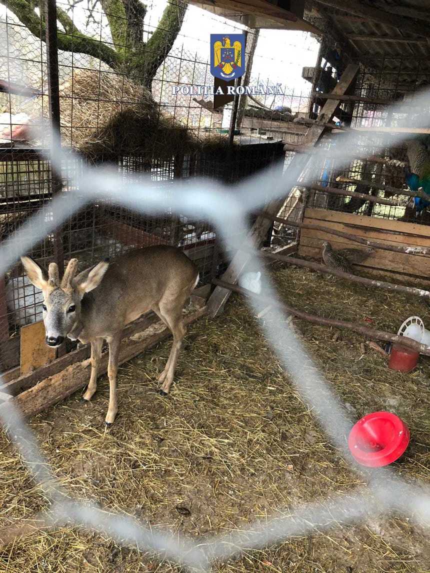 Maramureş: Bărbat cercetat pentru braconaj şi uciderea sau capturarea animalelor aflate în mediul lor natural. La locuinţa lui au fost găsite zeci de kilograme de carne de vânat, dar şi animale sălbatice vii, ţinute captive - FOTO, VIDEO