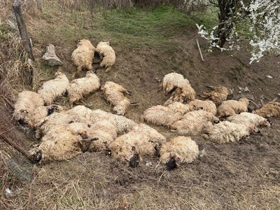 Timiş: Zeci de oi şi aproape 100 de miei morţi, după atacuri repetate ale câinilor vagabonzi/ Primăria Giroc reclamă că nu poate avea un serviciu de ecarisaj