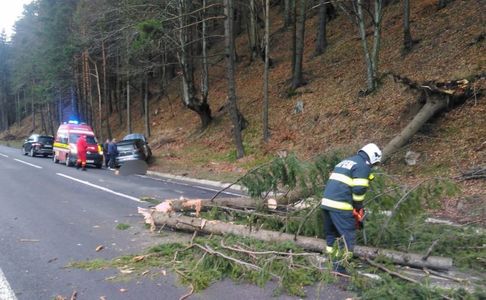 UPDATE - Bistriţa-Năsăud - Copac căzut peste o maşină aflată în mers, în care se aflau un adult şi cinci copii / Trei copii cu vârste între 13 şi 4 ani au fost duşi la spital - FOTO