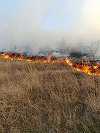 Vaslui: Acţiune de şapte ore a pompierilor, pădurarilor şi voluntarilor pentru stingerea unui incendiu izbucnit pe o plantaţie silvică - FOTO / VIDEO
