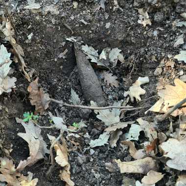 Giurgiu - Proiectil exploziv trasor, găsit în pădurea Vlad Ţepeş - FOTO

