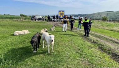 Mureş: Descinderi ale Poliţiei, într-un dosar care vizează organizarea de lupte între câini. Pentru mai multe animale au fost emise ordine de plasare