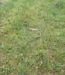 Mehedinţi: Un şarpe de doi metri, găsit în anexa unei gospodării / Intervenţie a jandarmilor