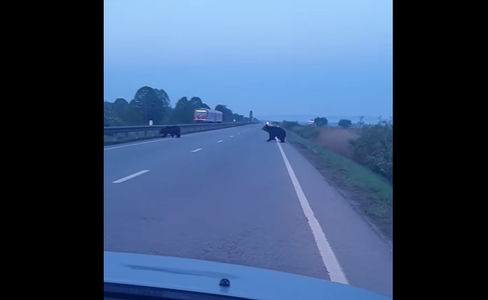 Urşi filmaţi în timp ce traversează DN 15, în judeţul Mureş - FOTO, VIDEO

