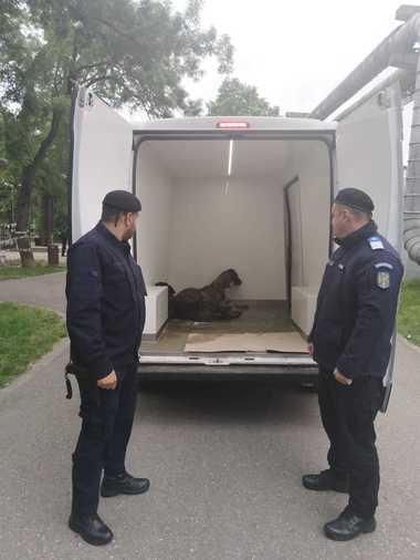 Mehedinţi: Doi câini periculoşi care erau lăsaţi liberi au fost prinşi de jandarmi şi duşi într-un adăpost

