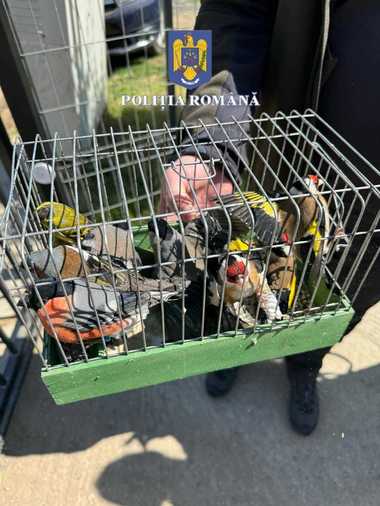 Ilfov: 17 păsări, din specii protejate, găsite la un bărbat şi eliberate în natură