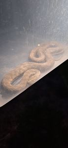 Mehedinţi: O familie a găsit un şarpe în dormitor/ Au intervenit jandarmii şi au eliberat reptila în natură - FOTO
