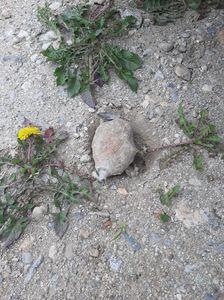 Grenadă neexplodată, găsită în curtea unui localnic din judeţul Vâlcea - FOTO
