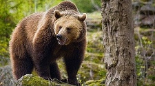 Mesaje RO-Alert în judeţul Harghita, după apariţia unor urşi în două localităţi