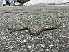 Vipere, şerpi şi un exemplar exotic de piton Constrictor, salvate dintr-o locuinţă din Drobeta Turnu Severin / Erau ţinute în acvarii, pe balcon / Proprietarul a fost găsit mort în apartament în urmă cu câteva zile

