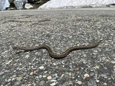 Vipere, şerpi şi un exemplar exotic de piton Constrictor, salvate dintr-o locuinţă din Drobeta Turnu Severin / Erau ţinute în acvarii, pe balcon / Proprietarul a fost găsit mort în apartament în urmă cu câteva zile

