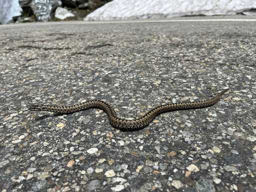 Vipere, şerpi şi un exemplar exotic de piton Constrictor, salvate dintr-o locuinţă din Drobeta Turnu Severin / Erau ţinute în acvarii, pe balcon / Proprietarul a fost găsit mort în apartament în urmă cu câteva zile

