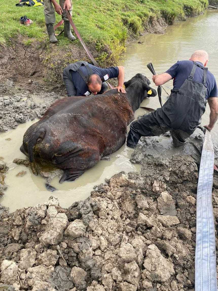 Intervenţie a pompierilor din Timiş pentru salvarea unei vaci care a rămas blocată în noroi - FOTO