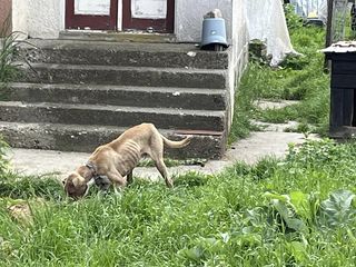 Clujean amendat cu 8.000 de lei pentru că şi-a lăsat câinele în lanţ, fără apă şi mâncare / Animalul a fost ridicat şi preluat de o asociaţie / Cazul a intrat în atenţia Poliţiei în urma unor postări online - FOTO