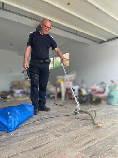 Tulcea: Intervenţie a jandarmilor pentru îndepărtarea unui şarpe din garajul unei locuinţe