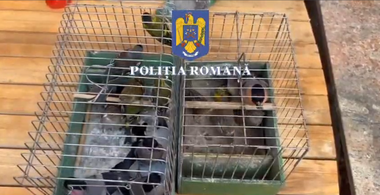 Ilfov: Anchetă şi percheziţii la domiciliul unui bărbat suspectat că ţinea captive zeci de păsări din specii protejate prin lege