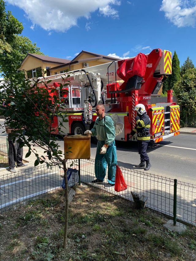 Intervenţii pentru îndepărtarea unui roiuri de albine, la Iaşi şi Botoşani / Recomandări – FOTO / VIDEO
