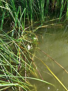 Dolj: Peşti morţi în lacul Bistreţ / Specialiştii de la Apele Române au recoltat probe de apă pentru a afla cauza - FOTO
