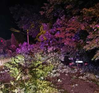 Argeş: Un copac doborât de vânt a rănit un biciclist / Intervenţii ale pompierilor
