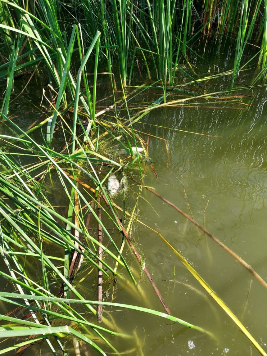 Apele Române Jiu: Motivul morţii peştilor din lacul Bistreţ este necunoscut/ Nu au fost otrăviţi cu pesticide, nu au murit din cauza vreunei bacterii sau a vreunui virus