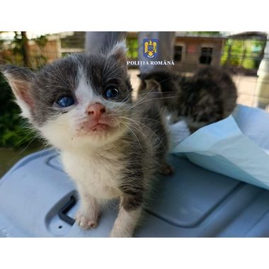 Caraş Severin: Un bărbat a fost amendat cu 12.000 de lei după ce a abandonat cinci pui de pisică lângă un container de gunoi 
