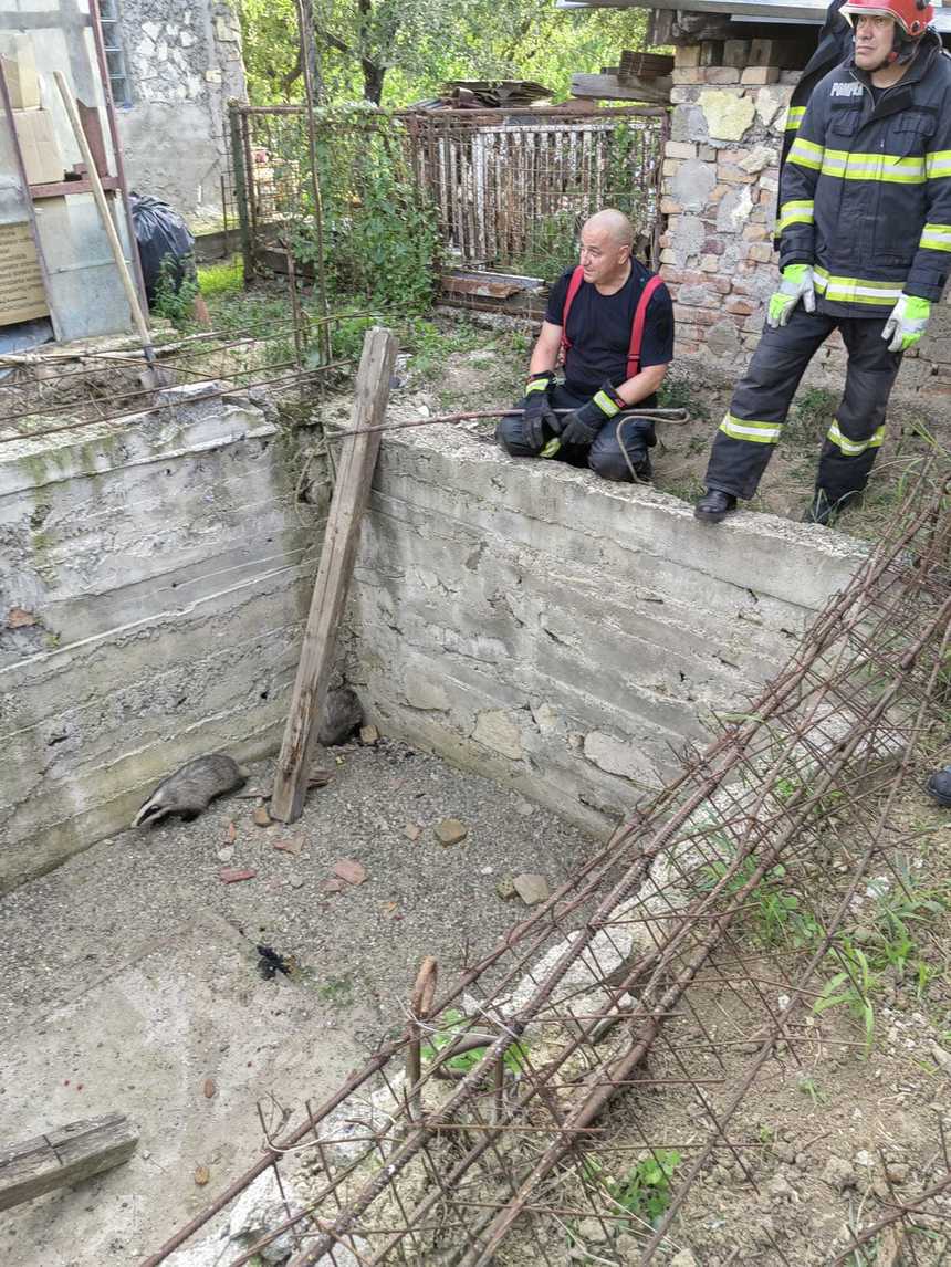 Pompierii din Iaşi au intervenit pentru salvarea a trei bursuci căzuţi într-o groapă săpată pentru amenajarea unui beci - FOTO