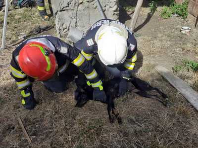 Argeş: Misiune contra cronometru a pompierilor pentru salvarea unui căţel căzut la 12 metri adâncime, într-o fântână. Animalul a fost salvat - FOTO
